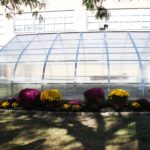Greenhouse with purple and yellow flowers planted in front
