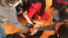 Skye lets the students rub her belly