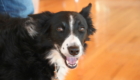 Skye the black and white border collie