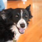 Skye the black and white border collie