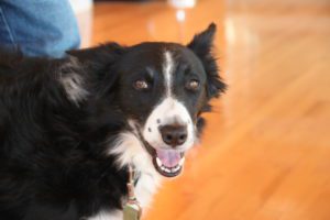 Skye the black and white border collie