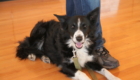 Skye the black and white border collie