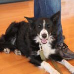 Skye the black and white border collie