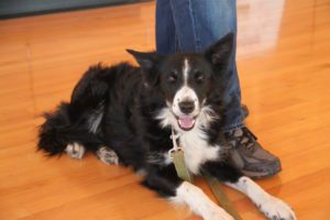 Skye the black and white border collie