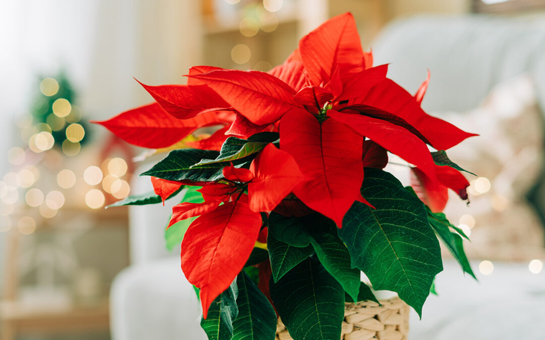 THS Poinsettia and wreath sale
